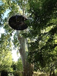 Journée associative sur Aix en Provence 23 juin 2013 : animations dans les arbres par Phytofeel